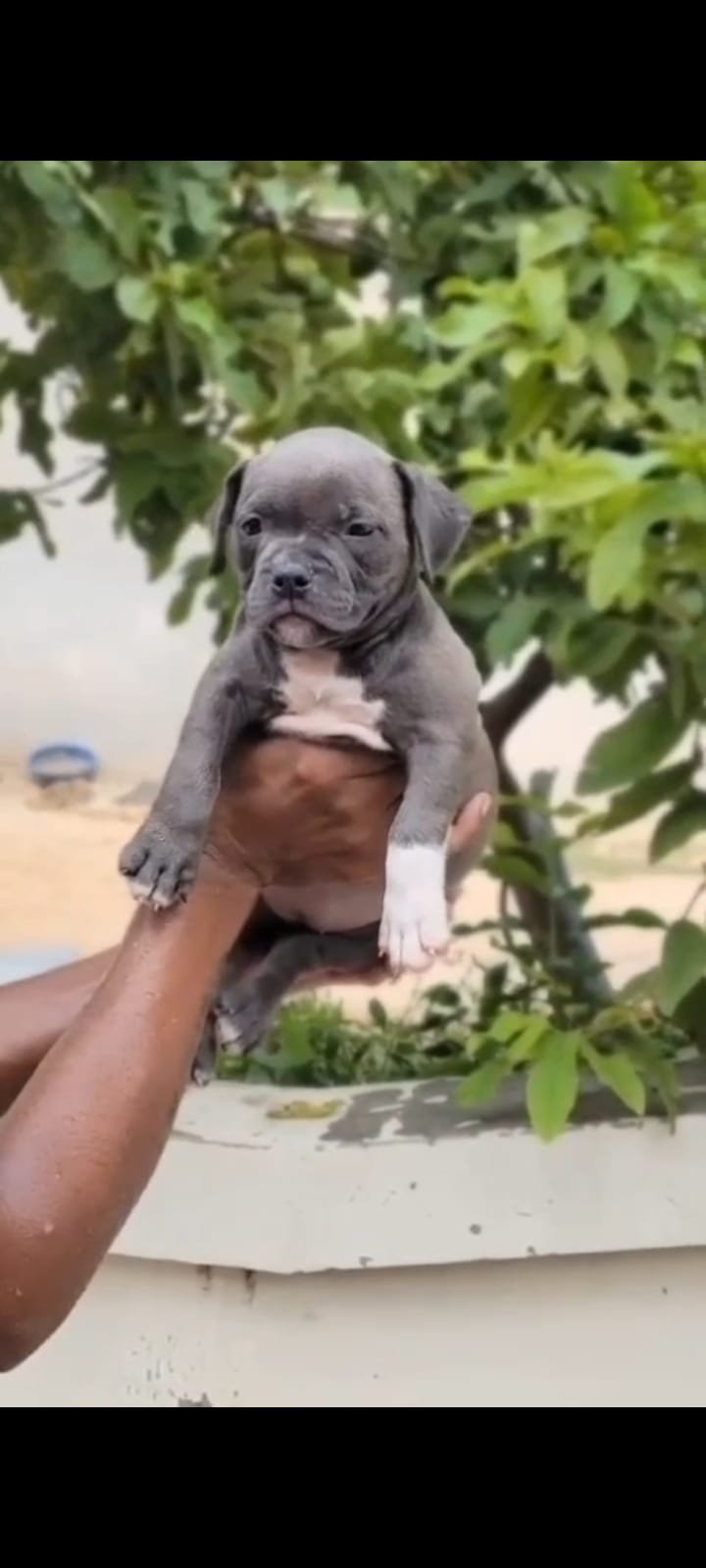 Order Female Pitbull Puppy from Vizag